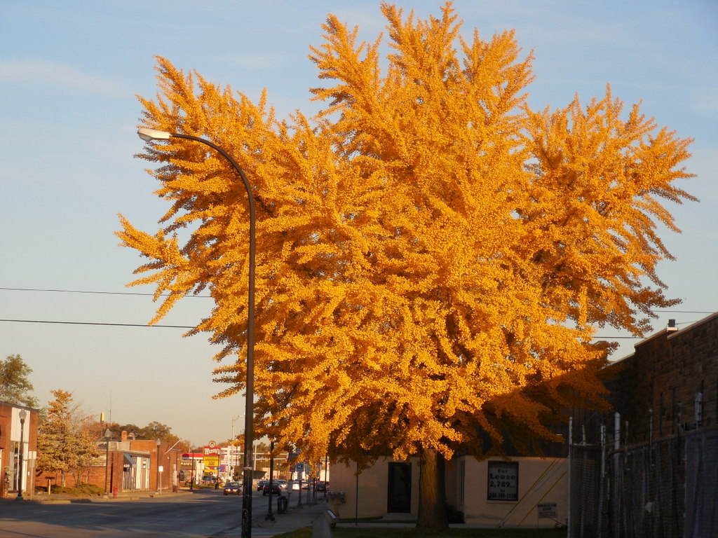 Michigan fall colors