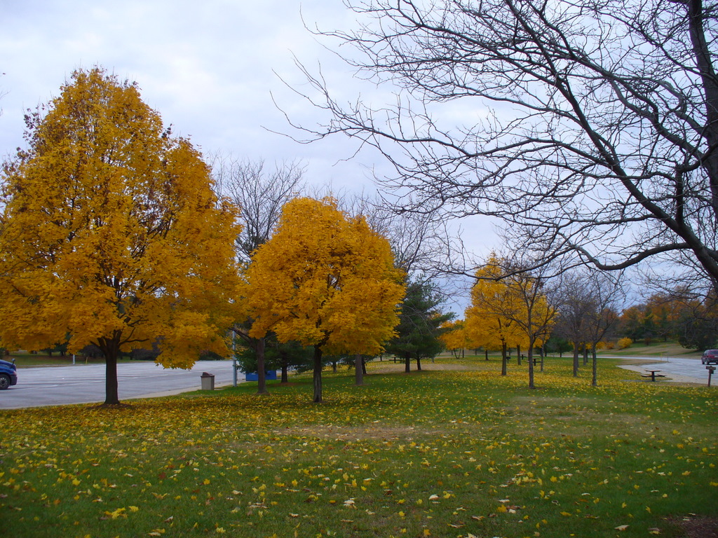 Fall colors in Oakland County MI